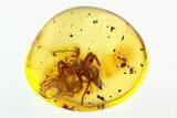 Fossil Funnel-Web Tarantula Spider (Araneae) In Baltic Amber #292491-1